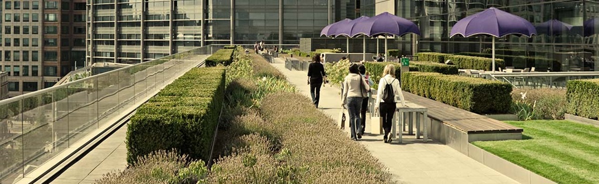 Intensive green roofs